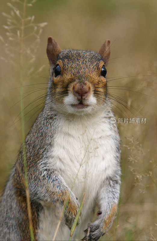 灰松鼠(Sciurus carolinensis)